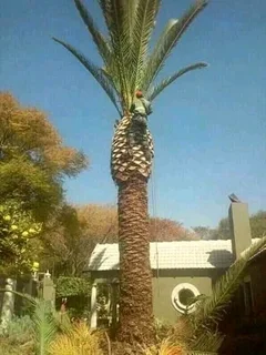 Modimolle Tree Felling/ Boomsloping