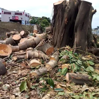 Modimolle Tree Felling/ Boomsloping