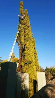 Hartbeesport Tree Felling