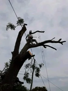 Rustenburg Tree Felling/Rustenburg Boomsloping