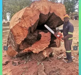 Pretoria tree felling /Pretoria boomsloping