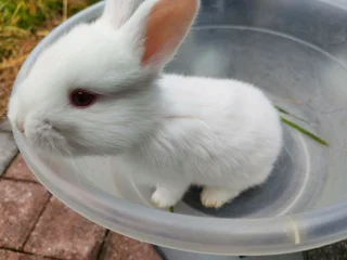 Purebred New Zealand White Bunny Rabbits