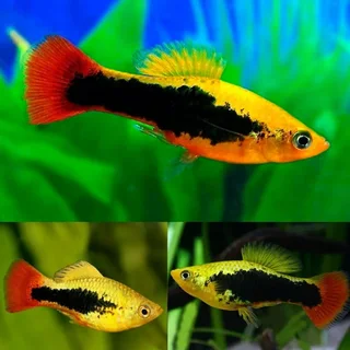 GUPPIES &amp; PLATY WANTED