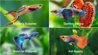 GUPPIES &amp; PLATY WANTED