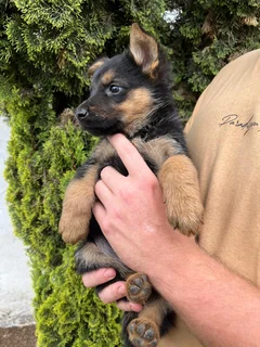 German shepherd pu