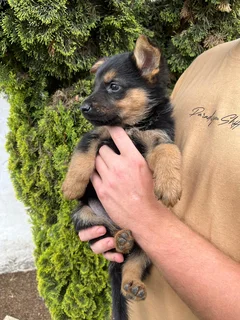 German shepherd pu
