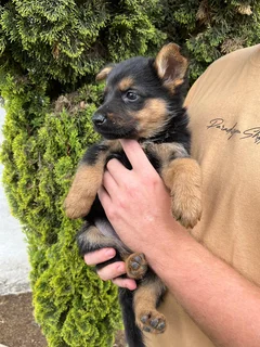 German shepherd pu