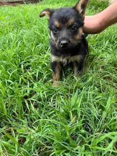 German shepherd pu