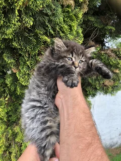 Maincoon Kittens