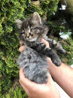 Maincoon Kittens
