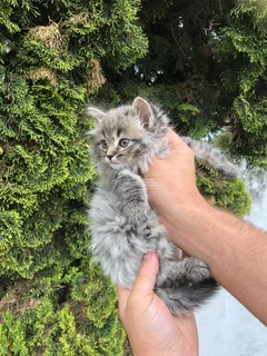 Maincoon Kittens