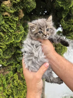 Maincoon Kittens