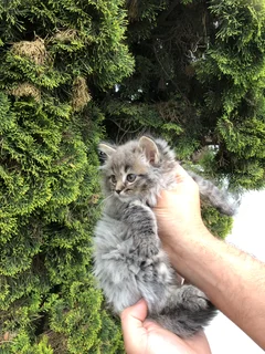 Maincoon Kittens
