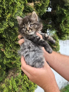 Maincoon Kittens