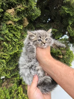 Maincoon Kittens