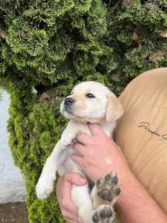 Labrador puppies