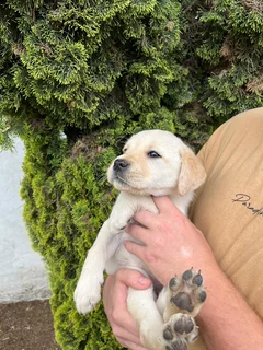 Labrador puppies