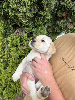 Labrador puppies