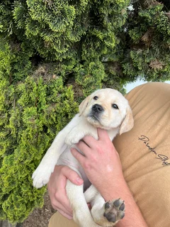 Labrador puppies