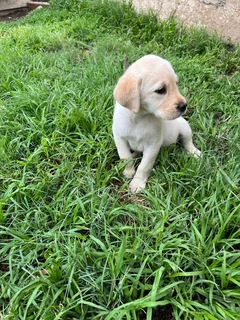Labrador puppies