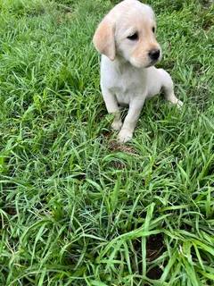 Labrador puppies