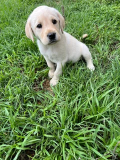 Labrador puppies