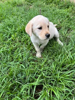 Labrador puppies