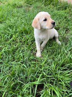 Labrador puppies