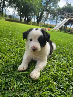Border collie puppies
