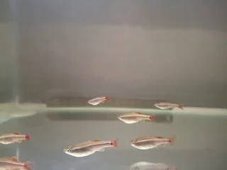 White Cloud Mountain Minnows