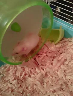 Syrian hamster
