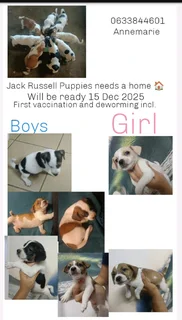 Jack Russell Puppies