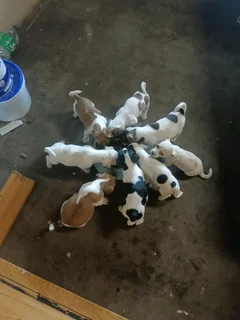 Jack Russell Puppies