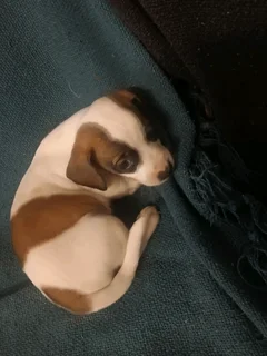 Jack Russell Puppies