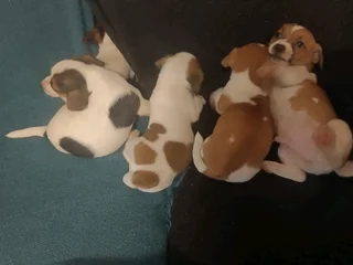 Jack Russell Puppies