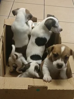 Jack Russell Puppies