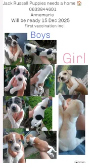 Jack Russell Puppies