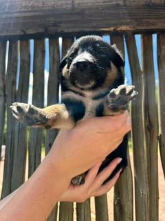Australia cattle dog boder collie cross