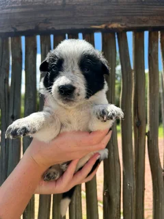Australia cattle dog boder collie cross