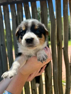 Australia cattle dog boder collie cross