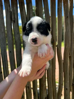 Australia cattle dog boder collie cross