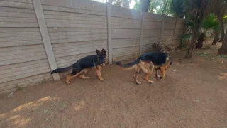 Pure Breed German Sherpherds