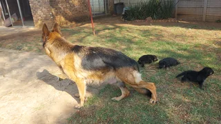 Pure Breed German Sherpherds