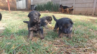 Pure Breed German Sherpherds