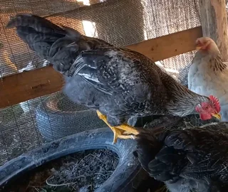 Potchefstroom Koekoek Impangele x Brahma for sale