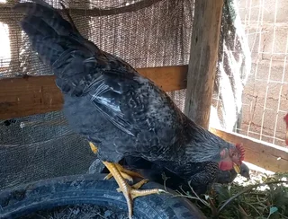 Potchefstroom Koekoek Impangele x Brahma for sale