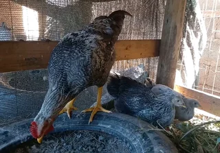 Potchefstroom Koekoek Impangele x Brahma for sale