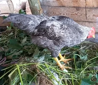 Potchefstroom Koekoek Impangele x Brahma for sale