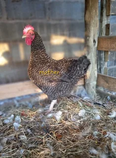 Potchefstroom Koekoek Impangele x Brahma for sale