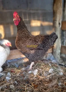 Potchefstroom Koekoek Impangele x Brahma for sale